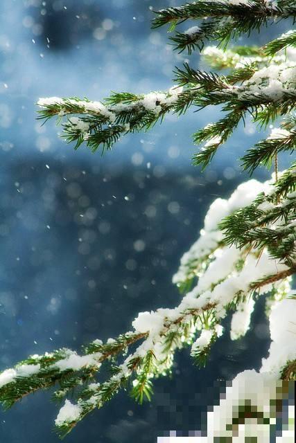 二十四节气,24种花,送给大家一起欣赏! 二十四节气,24种花,送给大家一起欣赏!