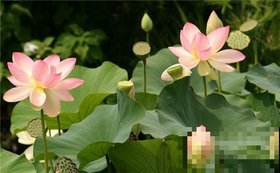 花市卖的花,都是老外培育的品种,国产花有哪些? 花市卖的花,都是老外培育的品种,国产花有哪些?