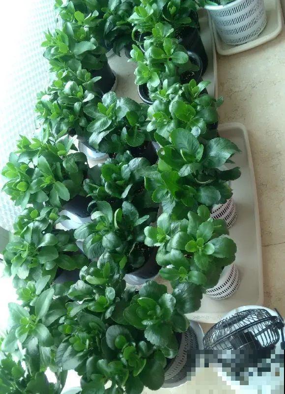 绣球马上剪，下个月就晚了，错过明年不开花