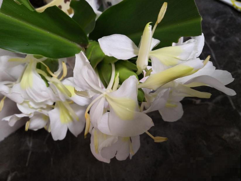 生姜开花,原来这么美,第一次见到! 生姜开花,原来这么美,第一次见到!