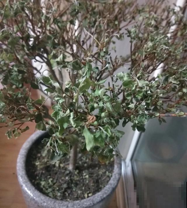 8种花,天热不能换盆,换了3天必死! 8种花,天热不能换盆,换了3天必死!