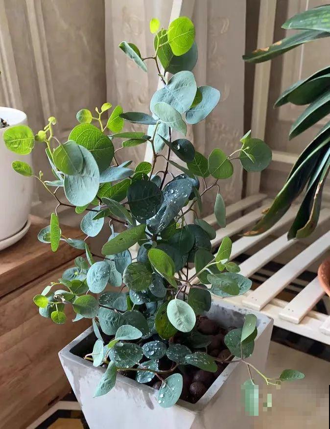 今年流行的小众花，家里养1盆，特别有气质！