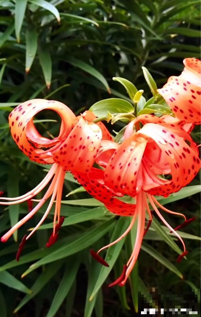 百合花品种那么多,这些中国原生百合,你见过几种? 百合花品种那么多,这些中国原生百合,你见过几种?