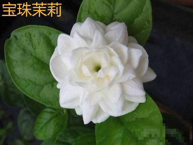 香水花和臭味花，一个香一个臭，千万别养错了！