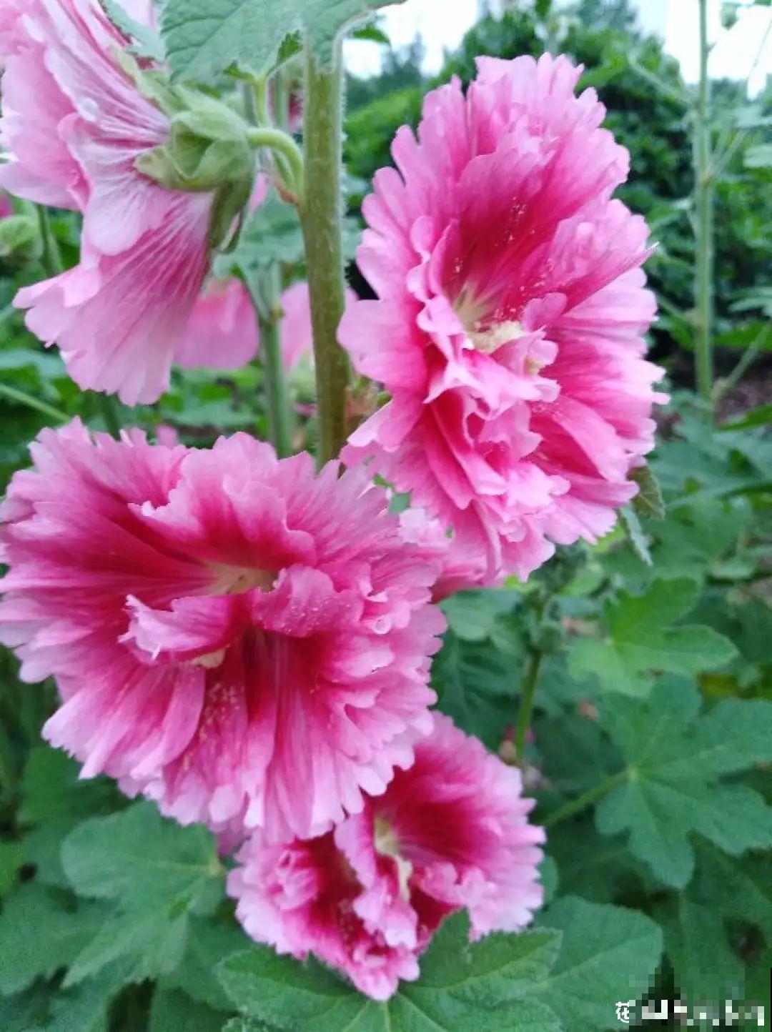 大门口养这几种花，开花就是一大片，邻居都跑来看！