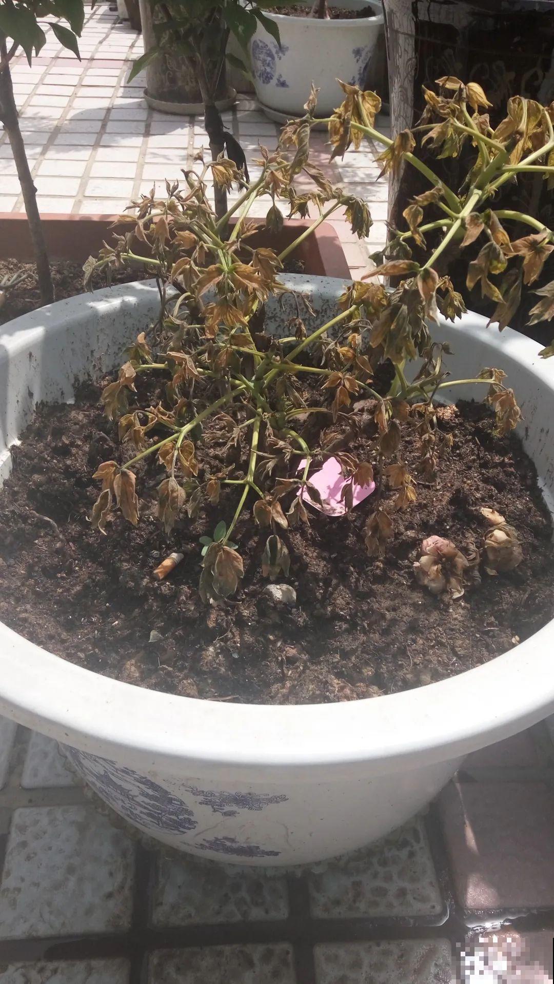 7种花会伪装，夏天会假死，好好养护秋天还能活