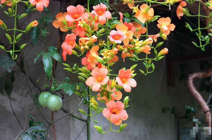 6种“红色”花,一开一大片,疯长起来拦不住! 6种“红色”花,一开一大片,疯长起来拦不住!