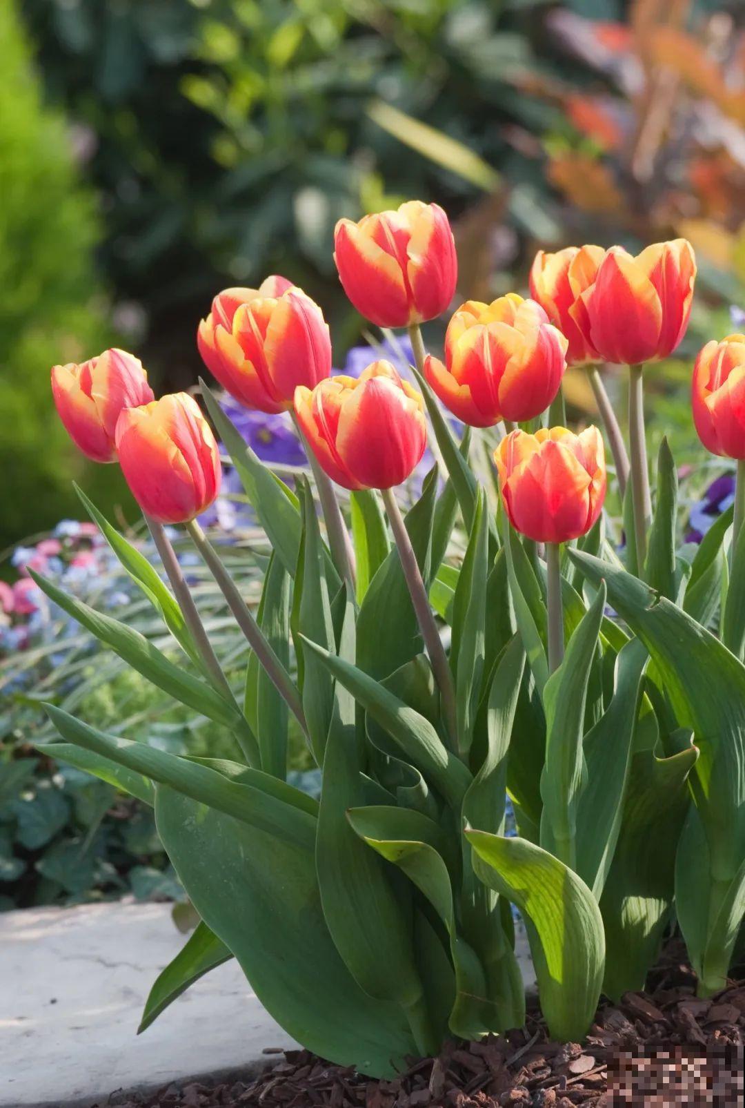 白胖的“大蒜”埋土里,1个月就开花,香味清新淡雅有格调! 白胖的“大蒜”埋土里,1个月就开花,香味清新淡雅有格调!