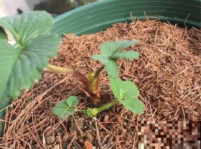 4种土,扔了也别养花,生虫烂根就是它! 4种土,扔了也别养花,生虫烂根就是它!