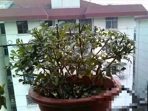 8种花，5月要赶紧修剪，剪完了还能窜新芽