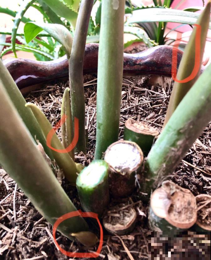 这花最怕乱浇水,一浇就黄叶烂根,不浇反而冒侧芽! 这花最怕乱浇水,一浇就黄叶烂根,不浇反而冒侧芽!