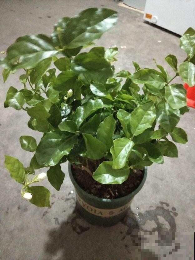 4种养花有毒水，千万别给花浇，赶紧避坑