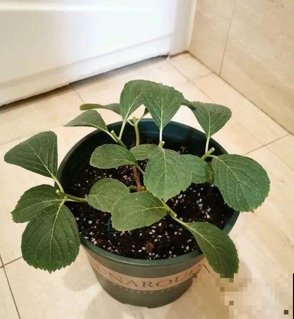 绣球马上剪，下个月就晚了，错过明年不开花