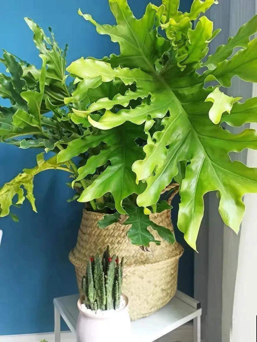 5种花超耐阴,夏天养一盆,清凉不怕热! 5种花超耐阴,夏天养一盆,清凉不怕热!