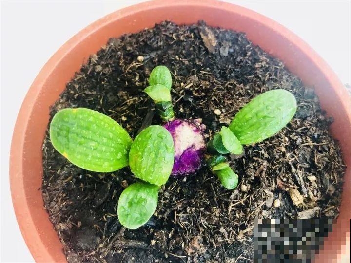 30年的君子兰,长出粗壮大老桩,砍还是不砍? 30年的君子兰,长出粗壮大老桩,砍还是不砍?