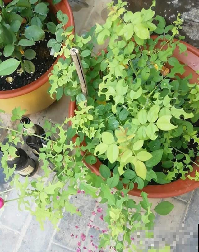 花出现黄叶打蔫，千万别扔，还能救回来！