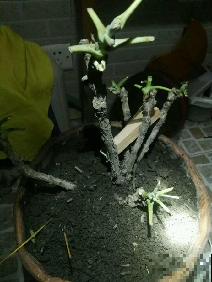 7种花会伪装，夏天会假死，好好养护秋天还能活