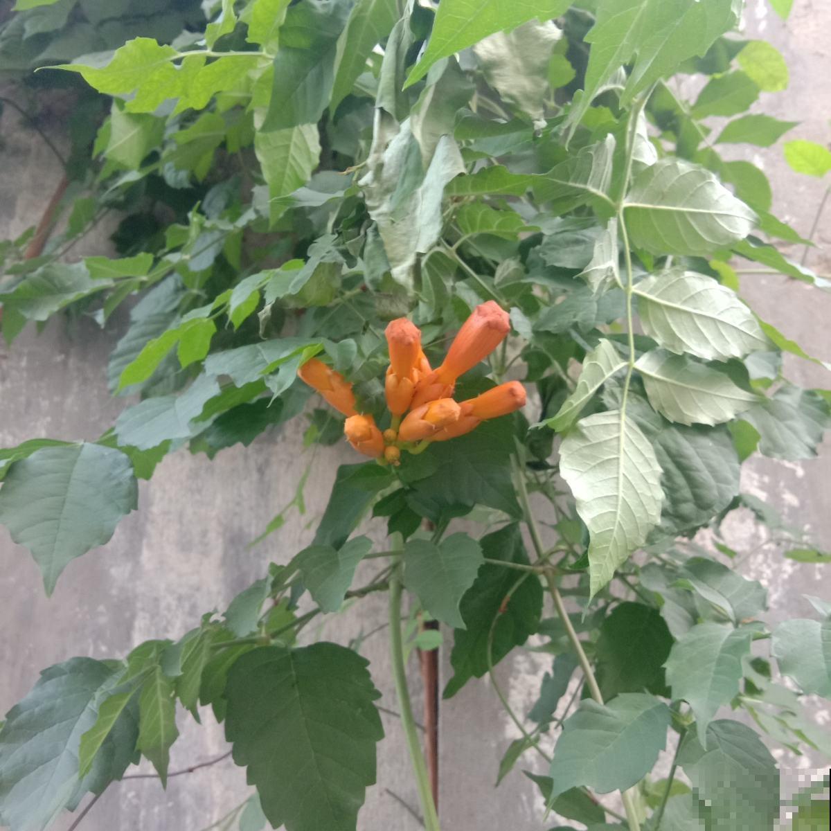 爬藤植物夏天养护有技巧，枝叶壮实油绿，开花宛若花海！