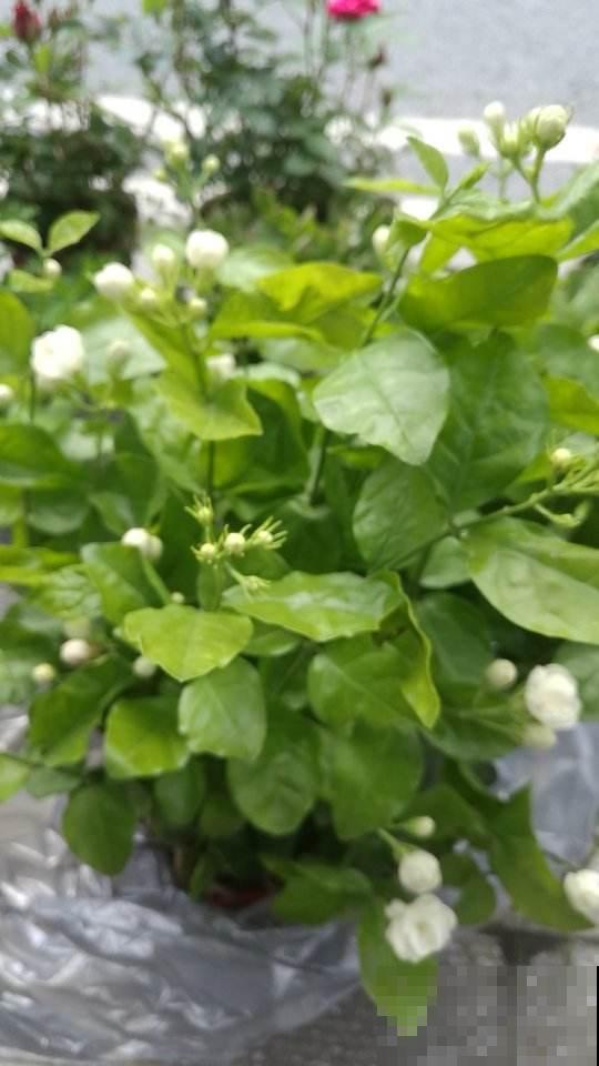 养了十年的茉莉结满种子,花友惊喜交加,赶紧播种出十几棵! 养了十年的茉莉结满种子,花友惊喜交加,赶紧播种出十几棵!