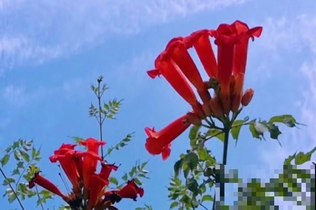 最美的路边花，沾土爬满墙，越热开得越多！