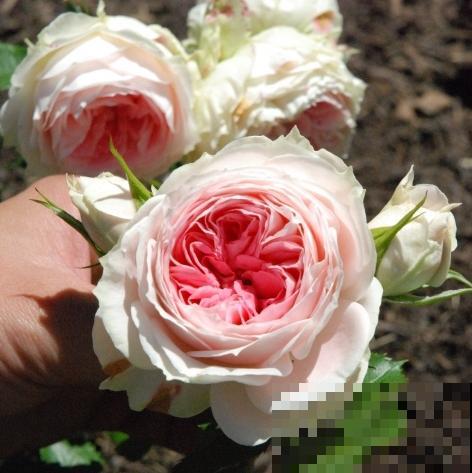 13种月季花，丰花勤花、花期超长，你能认出几种？