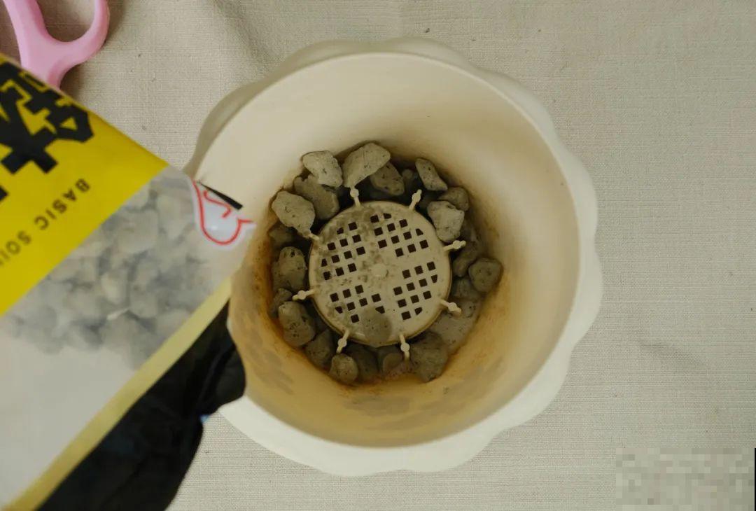 茉莉花后赶紧剪,剪完就开花,一直剪一直开! 茉莉花后赶紧剪,剪完就开花,一直剪一直开!