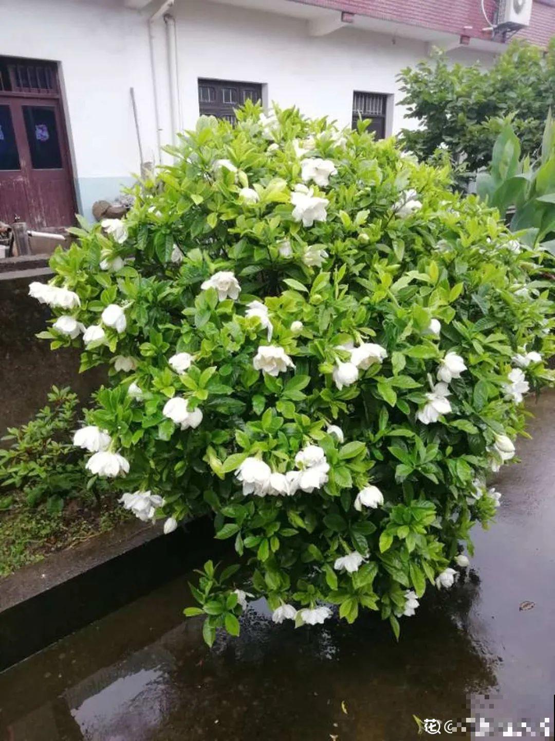 绣球马上剪，下个月就晚了，错过明年不开花