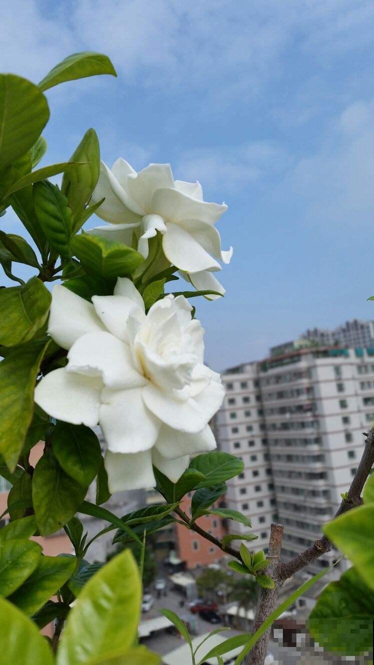 刚买回家的花，掉花苞，黄叶子，修剪一下还能活