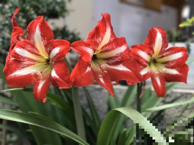 10种花，落片叶子就生根，盆里长满小崽！