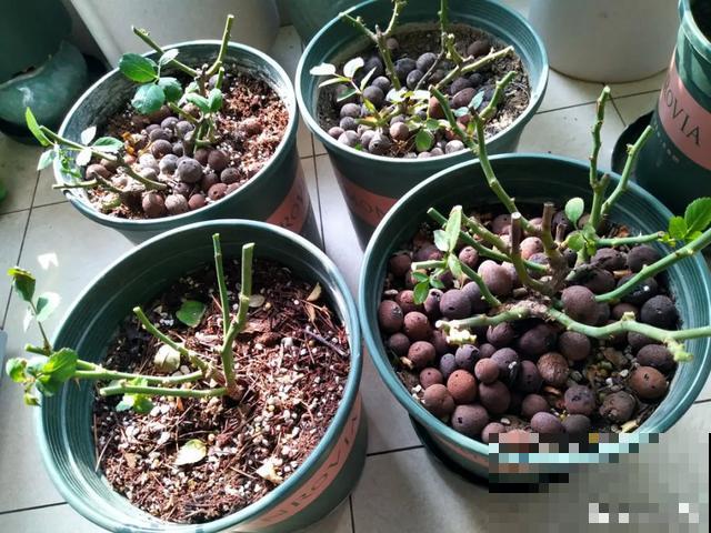 夏天花会休眠,别施肥,否则都毒死了 夏天花会休眠,别施肥,否则都毒死了