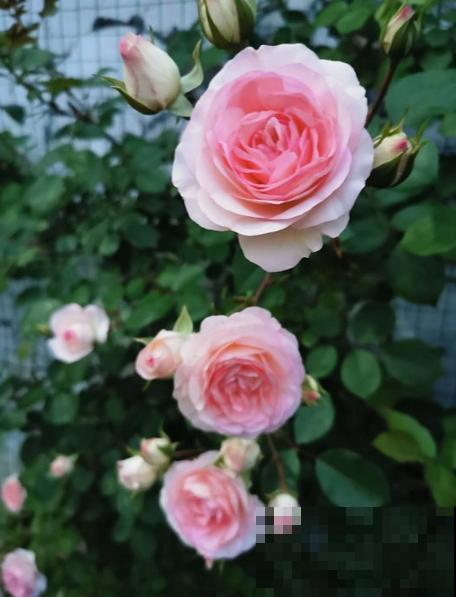 13种月季花，丰花勤花、花期超长，你能认出几种？