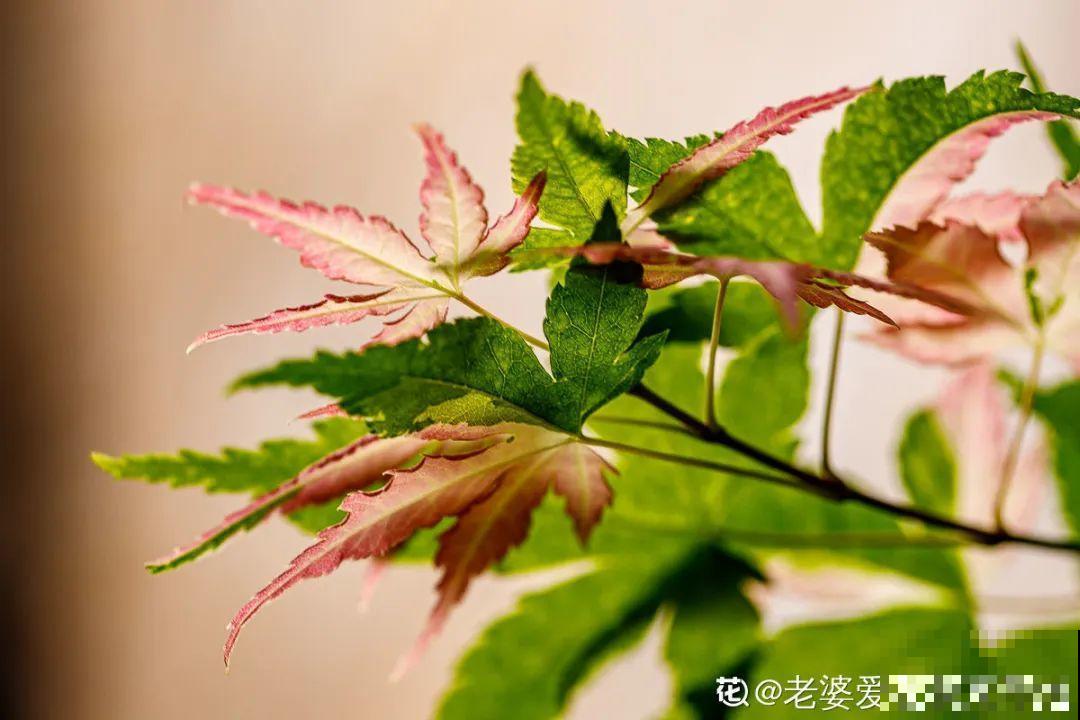 10种花，有气质、特清新，最适合房间里养！