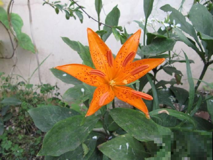 百合花品种那么多,这些中国原生百合,你见过几种? 百合花品种那么多,这些中国原生百合,你见过几种?