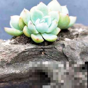 山上捡的大树桩，拿回家成阳台一景，养花效果杠杠的！