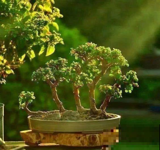 虎皮兰,红掌,吊兰养成老桩,变成大树,真壮观! 虎皮兰,红掌,吊兰养成老桩,变成大树,真壮观!