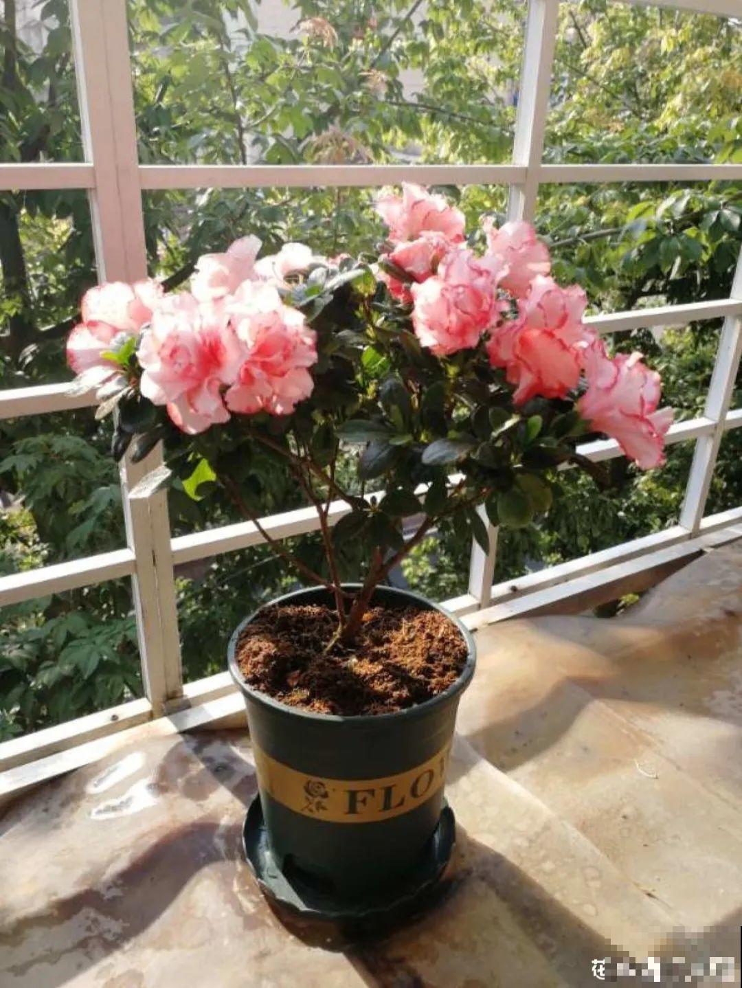 8种花，5月要赶紧修剪，剪完了还能窜新芽