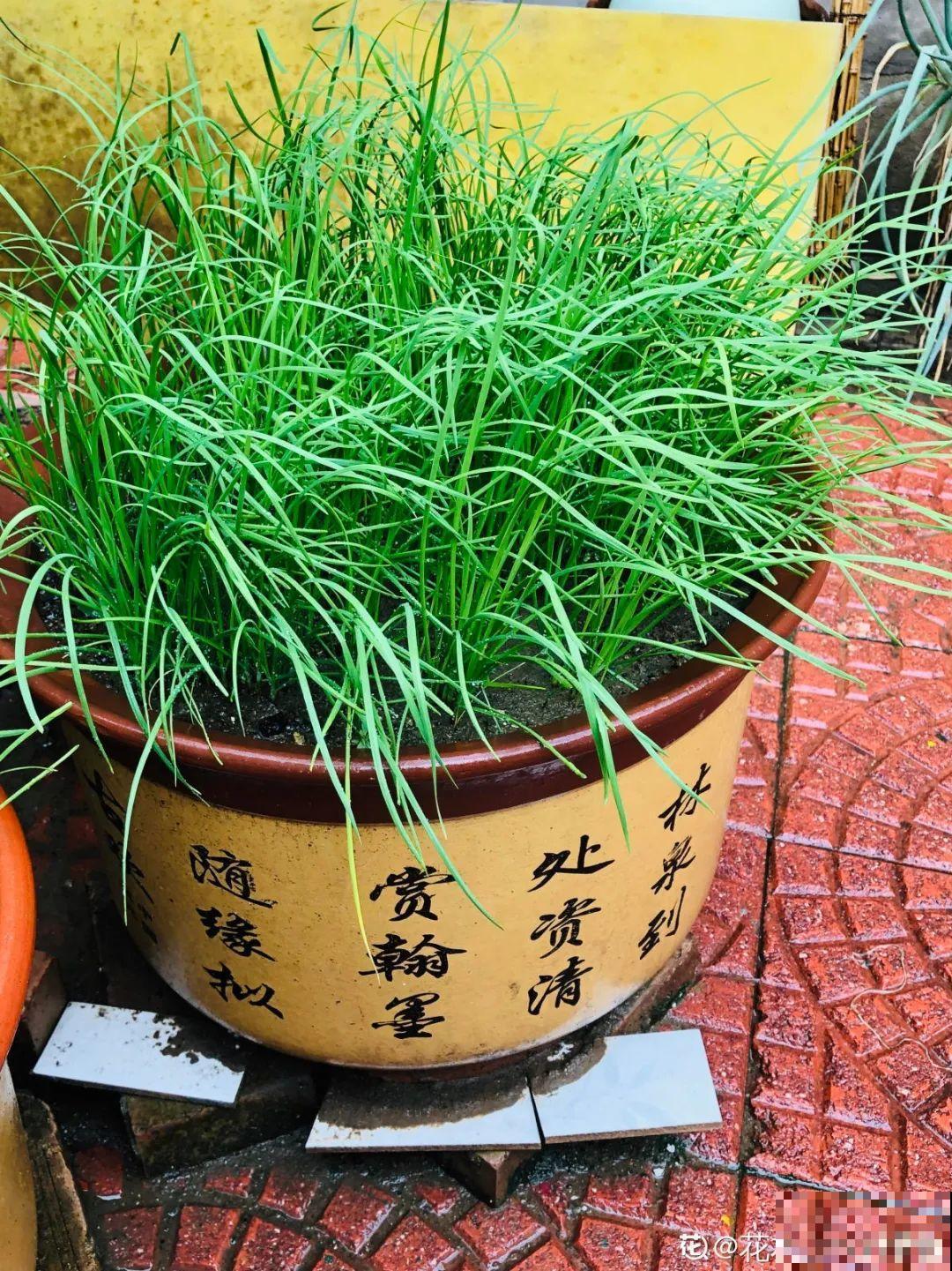 7种花最干净,门口、窗台放一盆,蚊虫不敢靠近! 7种花最干净,门口、窗台放一盆,蚊虫不敢靠近!