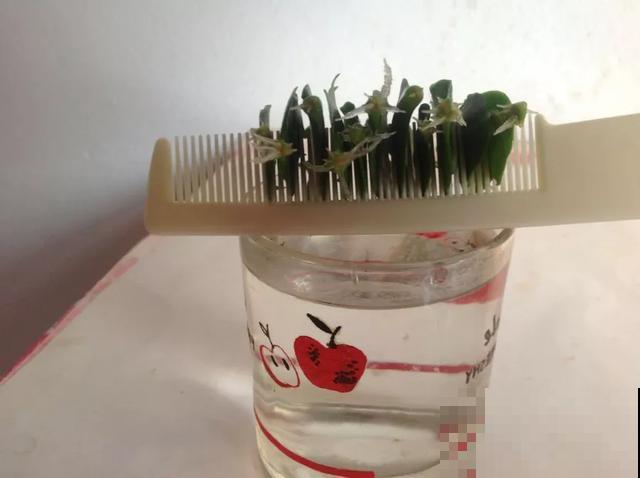 夏天潮湿闷热，一不小心花就烂根，看准时机砍掉，照样长出新叶子