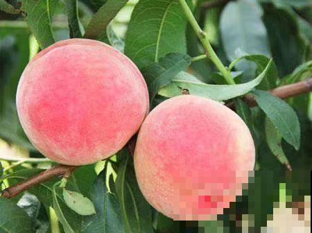 院子里种果树，有什么风水讲究？都进来看看吧！