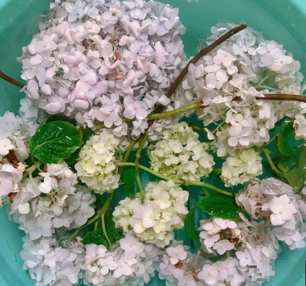 修剪时间到了，有这花赶紧剪，剪完很快又开花！