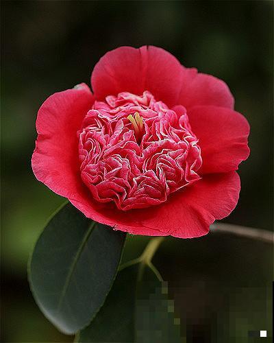 12种奇花异草，认识3种以上，就算见多识广了！