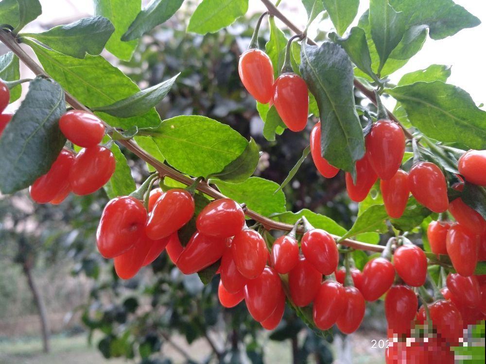 养4种花，晒干了能泡茶，健康养人，老中医都爱养