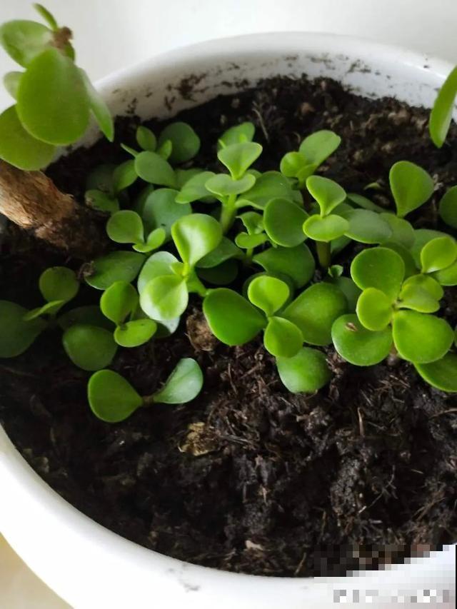 花出现黄叶打蔫，千万别扔，还能救回来！