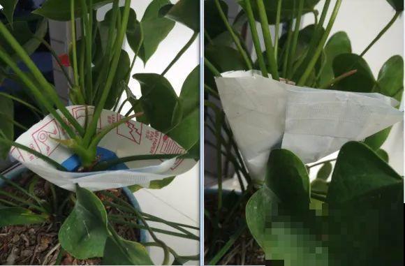 虎皮兰,红掌,吊兰养成老桩,变成大树,真壮观! 虎皮兰,红掌,吊兰养成老桩,变成大树,真壮观!
