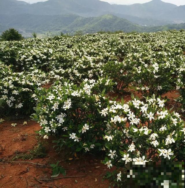 地栽的花就是强大，屋外疯长一院子，屋内孱弱不开花