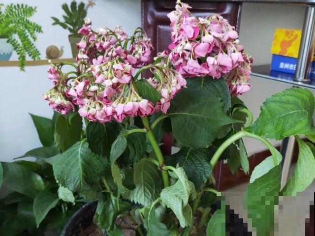 地栽的花就是强大，屋外疯长一院子，屋内孱弱不开花