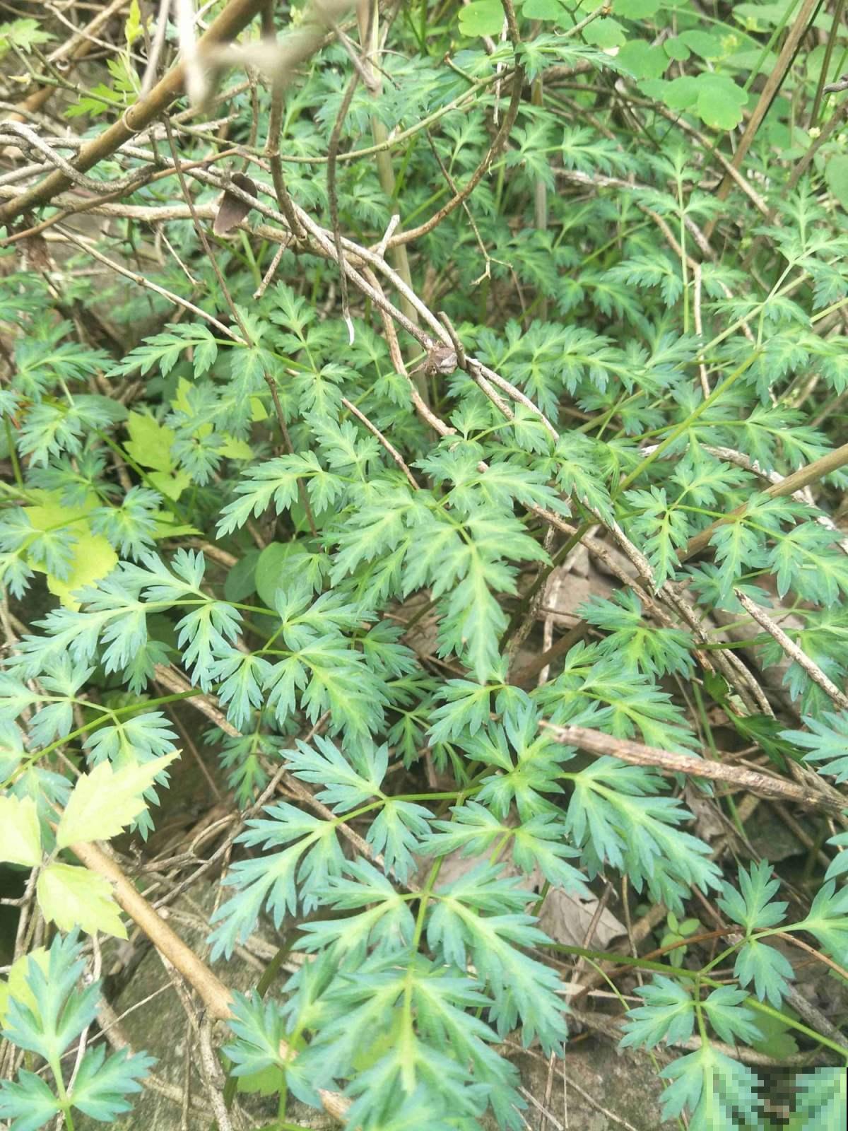 年年去挖的山萝卜，原来是一种人参，心里暗喜值了大钱！