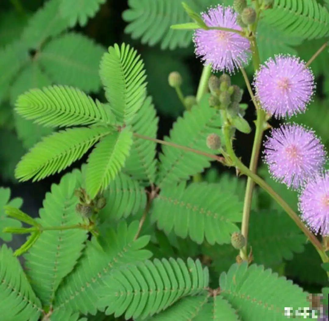 9种花可以预测天气，一开花就说明要下雨了！