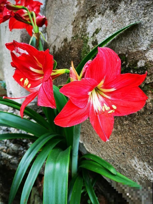 真正的花坚强,墙缝、地缝都能长,开花特别旺! 真正的花坚强,墙缝、地缝都能长,开花特别旺!