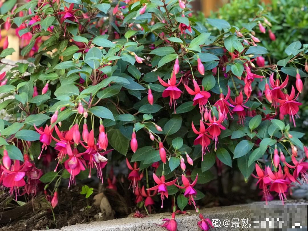 20种花,夏天要休眠,一浇水就死! 20种花,夏天要休眠,一浇水就死!